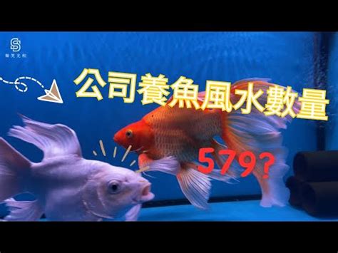 養魚數量垃圾魚|一個魚缸養多少魚合適，從風水學及科學的角度來告訴你！